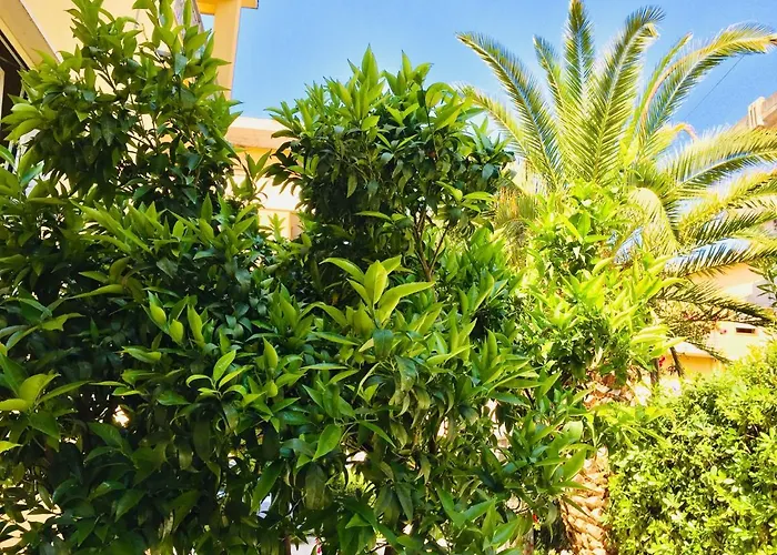 Flowers Sweet 3* Vasto