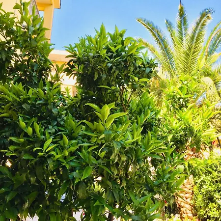 Flowers Sweet 3* Vasto